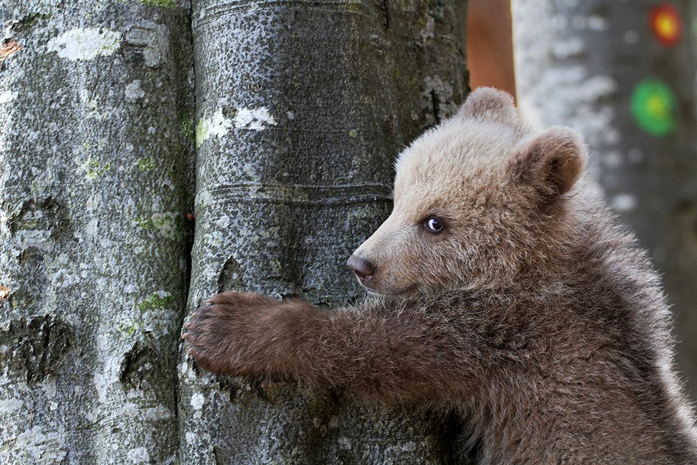 Bear meditation