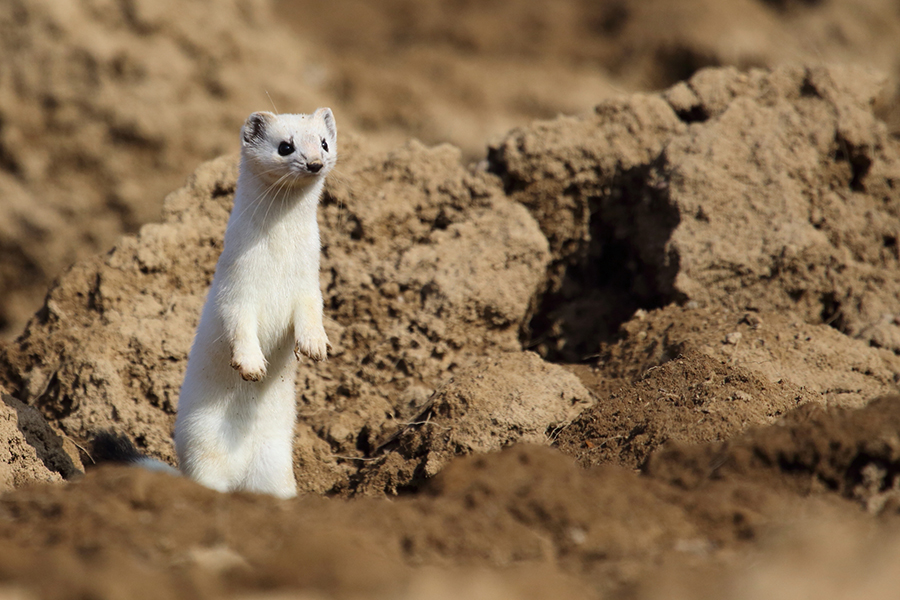 When you start to look for white mice in the snow