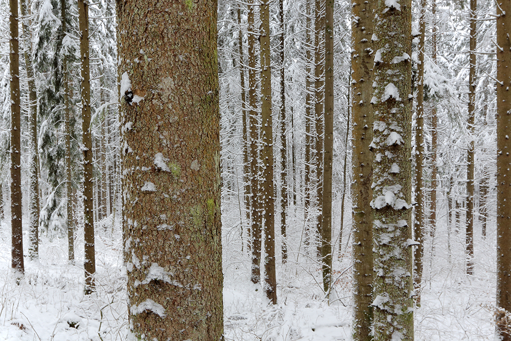 The winter tranquility of Kočevski Rog