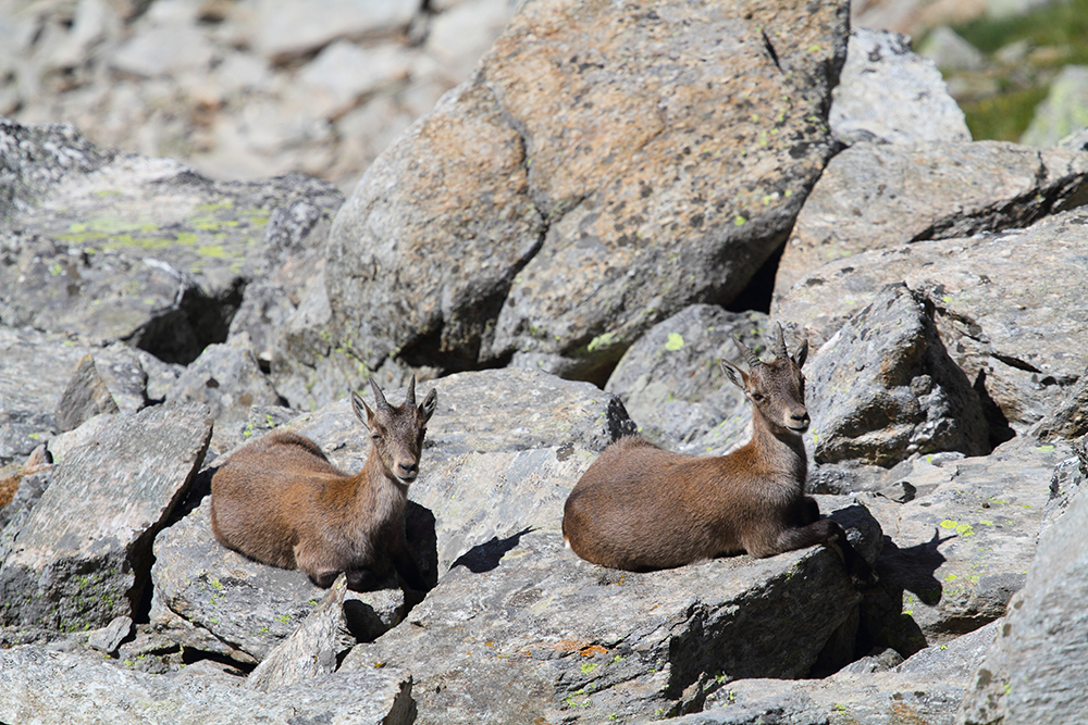 Gran Paradiso—the great paradise among ibex and marmots