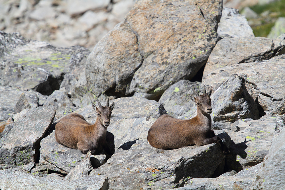 Gran Paradiso – veliki raj med kozorogi in svizci