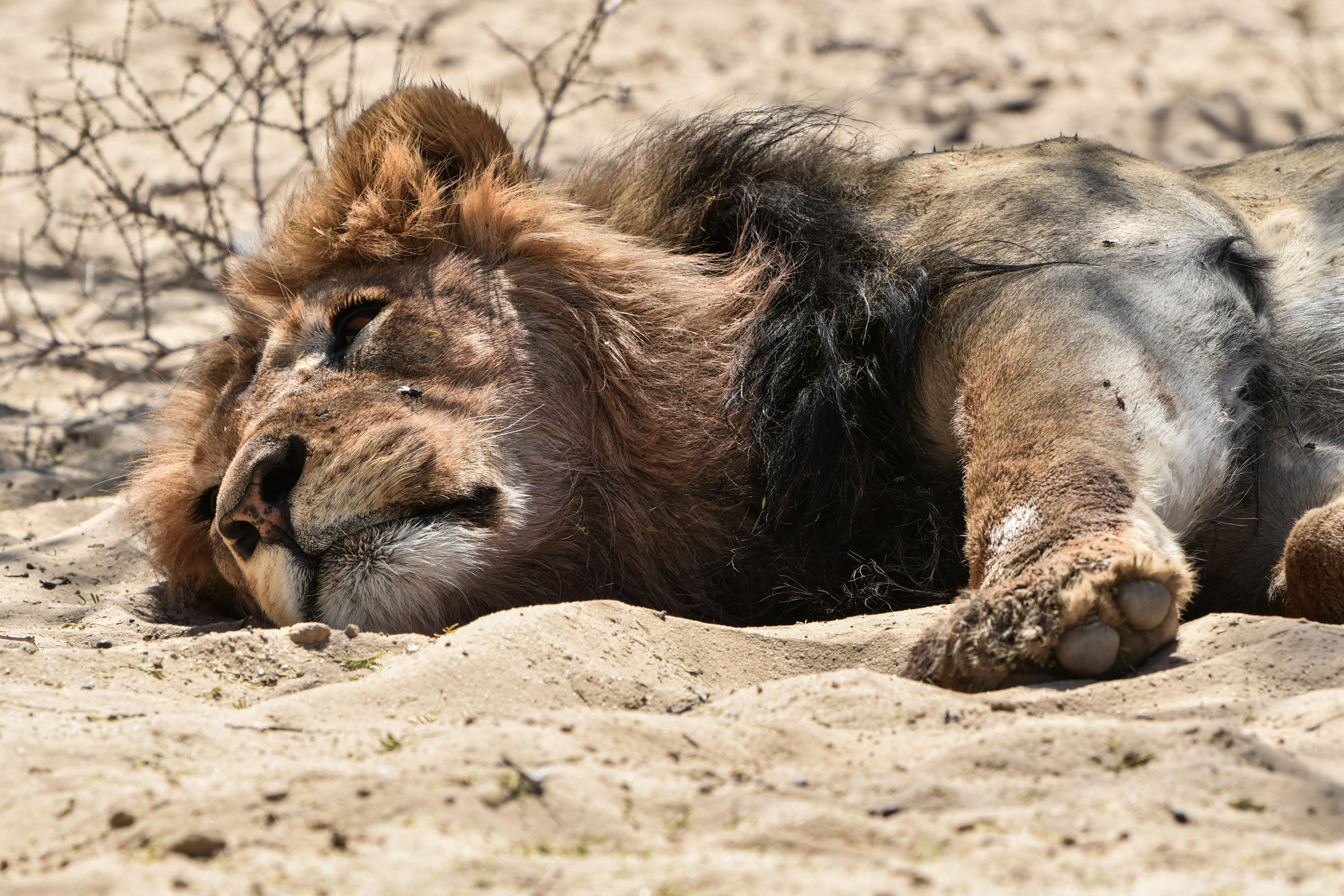 Kgalagadi