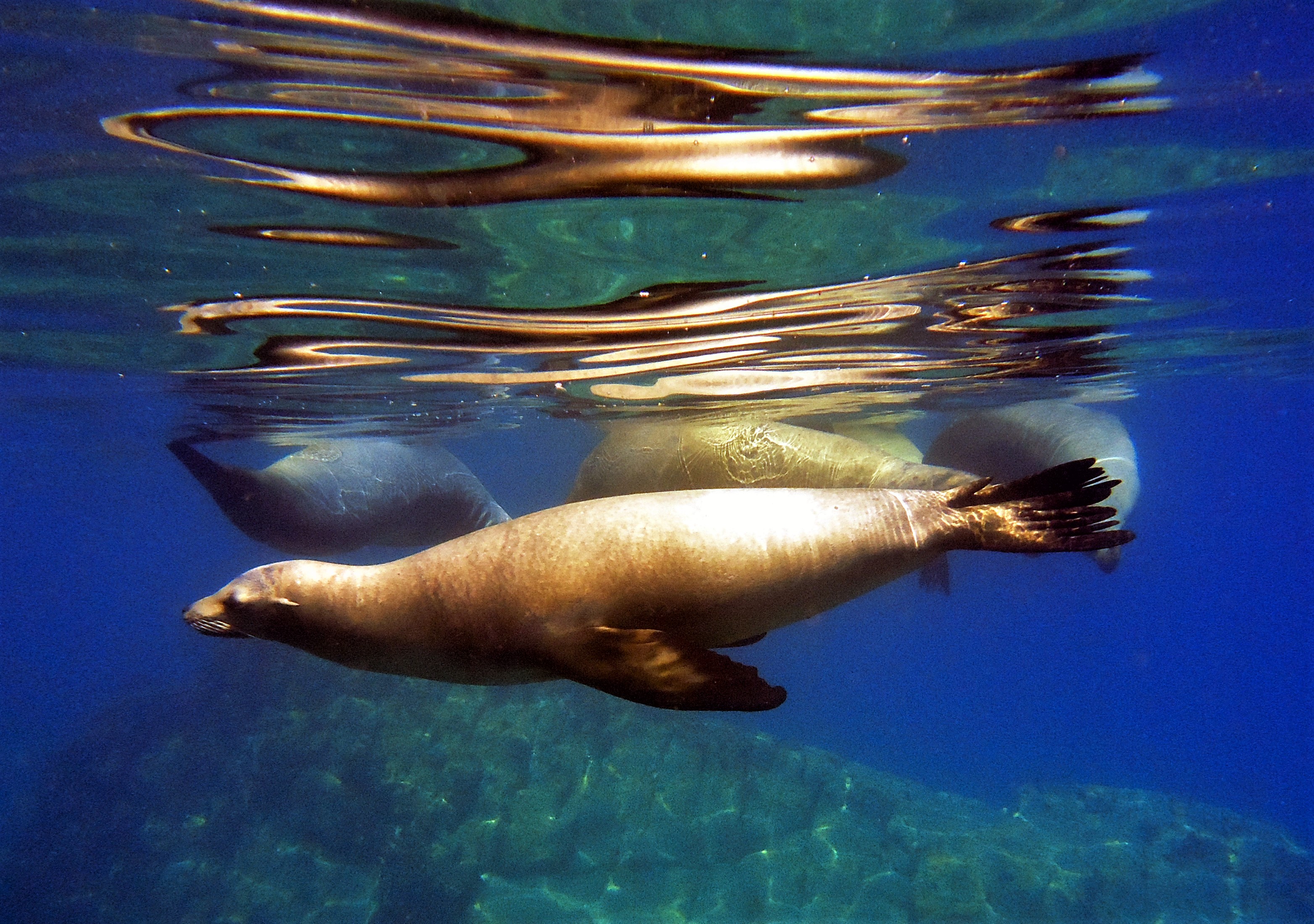 Playful sea lions