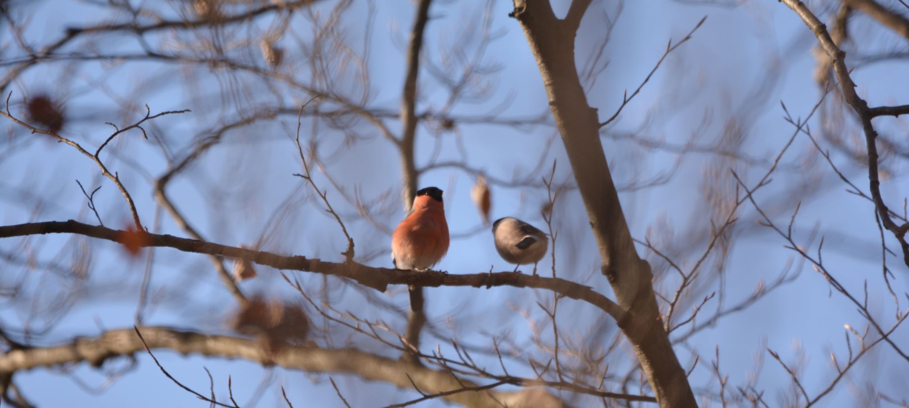 STAY HOME AND LISTEN TO THEIR SINGING