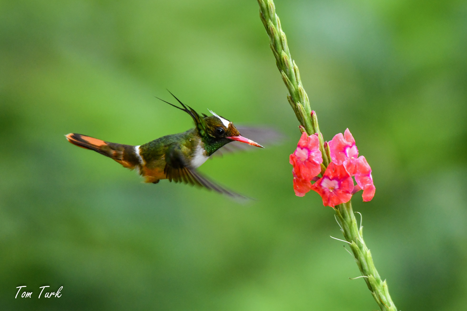 2.	Beločopa koketa (Lophornis adorabilis) je zelo majhna, dokaj redka vrsta kolibrija, ki v letu spominja na večjega čmrlja. La Gamba, Kostarika. 