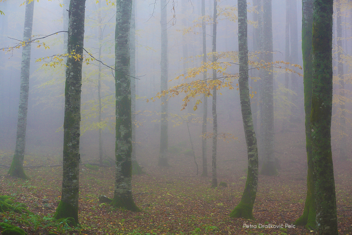 Foto: Petra Draškovič Pelc