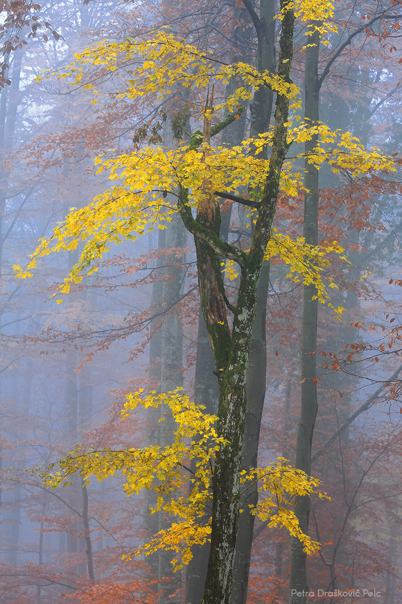 Foto: Petra Draškovič Pelc