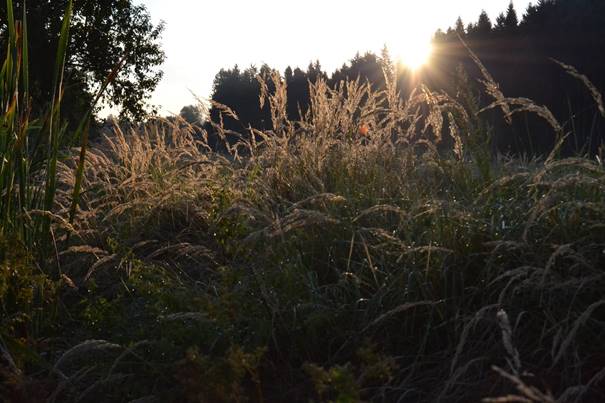 Skrivnosti Malega pllaca tajijo visoke smreke