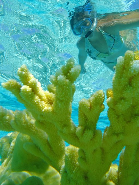 Go to the beach, where you can swim amongst the bright-colored fish and corals?